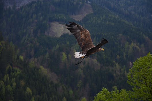 A captivating shot of a bald eagle flying over a dense forest with lush greenery.