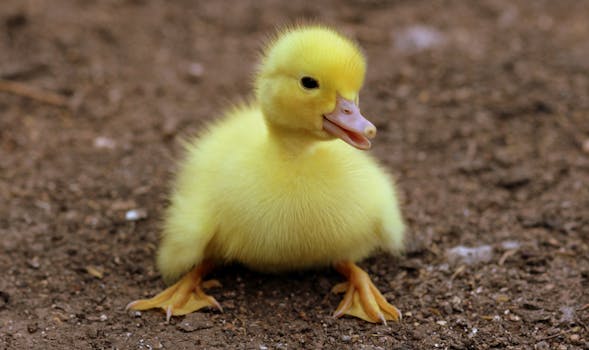 Cute yellow duckling sits on earthy ground, capturing innocence and natural beauty.