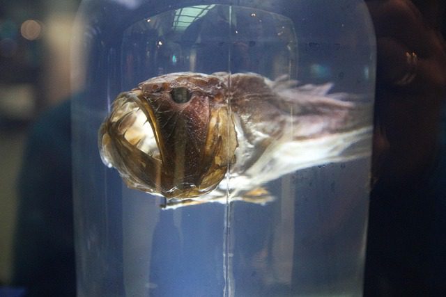 anglerfish, fish, museum, ocean life, marine life, aquatic life, anglerfish, anglerfish, anglerfish, anglerfish, anglerfish