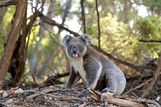 A koala in its natural habitat, captured in the wilds of South Australia.