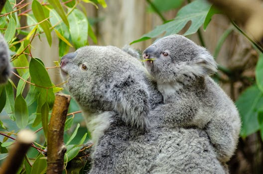 A koala and its joey enjoying eucalyptus leaves in their natural habitat.