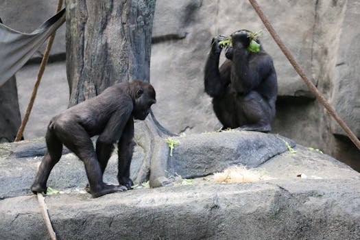 Gorillas in a zoo exhibit interacting among rocks, highlighting social behavior and natural habitat.