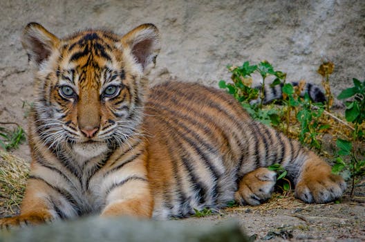 Adorable Bengal tiger cub resting, showcasing distinct stripes and piercing eyes in a natural setting.
