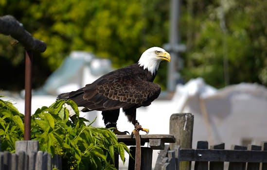 A striking bald eagle sits confidently on a perch in Marlow, Germany, showcasing its wildlife beauty.