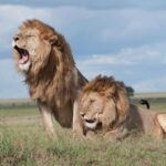 Two majestic lions roaring and relaxing in the vast savanna of Tanzania, showcasing wildlife in their natural habitat.