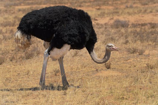 A majestic ostrich walking in the South African savanna under the sun.