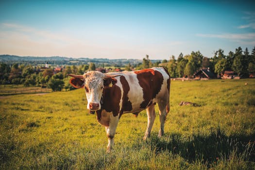 Brown and white cow standing in a lush green pasture on a sunny day.