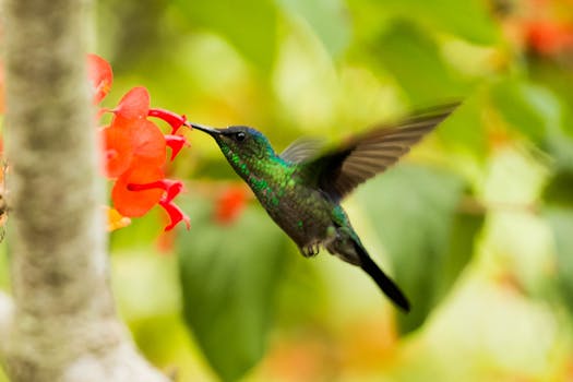 Close-up of a hummingbird feeding on vibrant red flowers in lush greenery.
