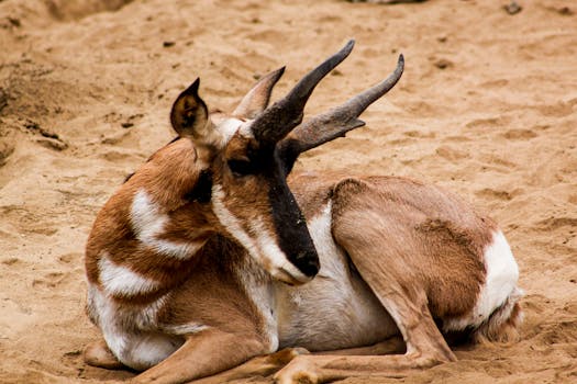 A beautiful antelope with distinct horns resting peacefully on sandy ground in its natural habitat.